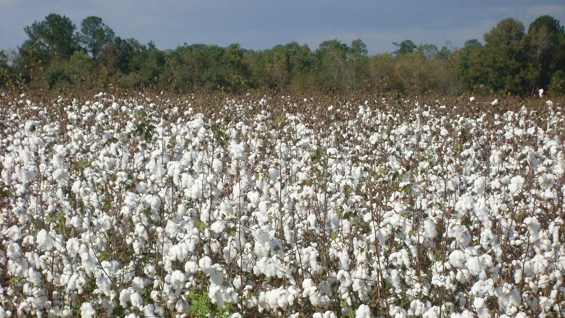 The Organic Standard That Actually Matters: GOTS Explained for Parents