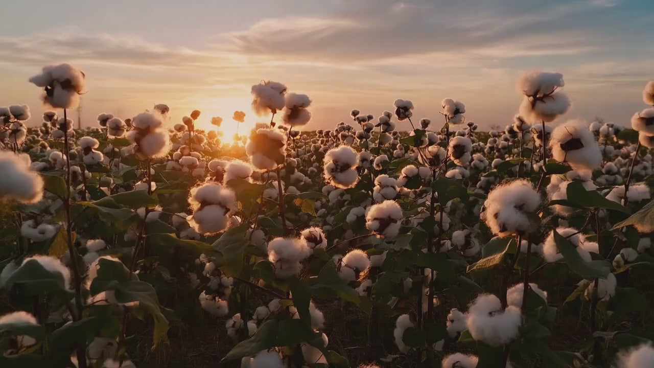sunrise view  of a cotton field zooming in on the cotton flower bud