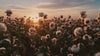 sunrise view  of a cotton field zooming in on the cotton flower bud